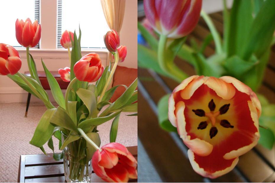 tulip.JPG