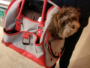 bagdog3.jpg