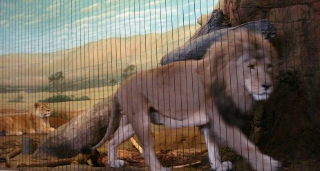lpzoo3.jpg