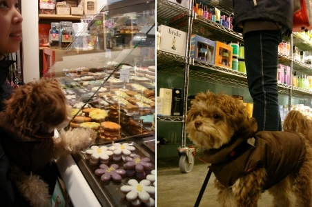 shoppingdog5.jpg