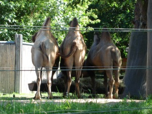 camels.jpg