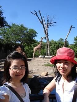 giraffe.jpg