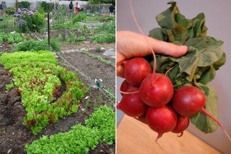farmerradish.jpg farmerradish.jpg