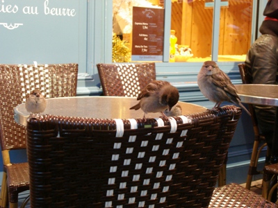 birdies.jpg birdies.jpg