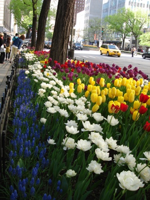 chi_tulips.jpg