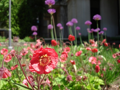ucflower.jpg