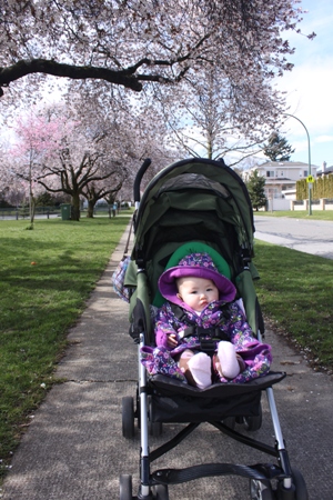 cherryblossoms1.jpg