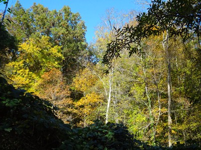 fallwalk4.jpg