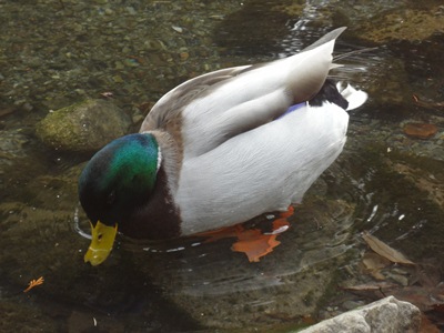 ducks4.jpg