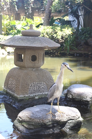 bird1.jpg