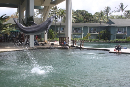 dolphins1.jpg