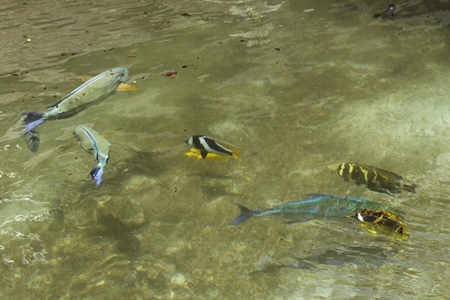 fish1.jpg
