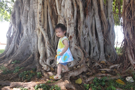 tree1.jpg