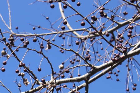 ayr12.jpg ayr12.jpg